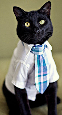 cat in shirt and tie
