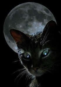 cat in front of full moon
