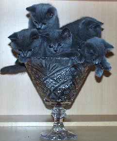 glass full of kittens