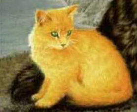 cat with yellow fur