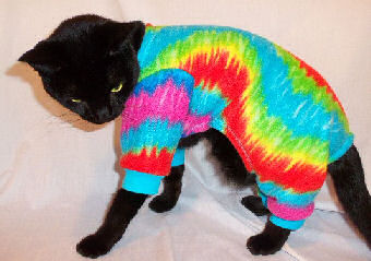 cat wearing tie-dye
