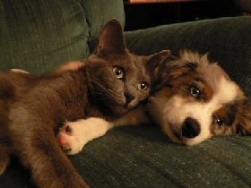 cat with dog