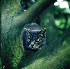 cat in tree