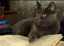 cat with paw on open book