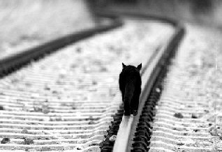 cat on railroad tracks