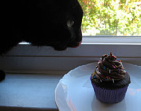 cat with cupcake