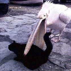 pelican biting cat
