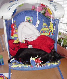 cat in baby seat