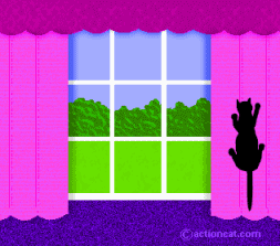 cat climbing curtains