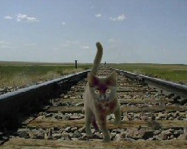 cat on railroad tracks