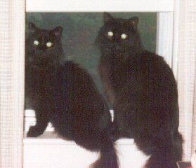 two black cats