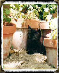 cat by flower pots