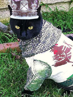 cat wearing knight's armor and crown