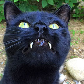cat with fangs