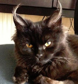 cat with devil-like ears