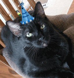 cat in birthday hat