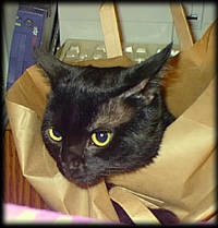 cat in bag