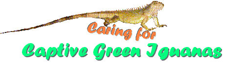 Caring for Captive Green Iguanas