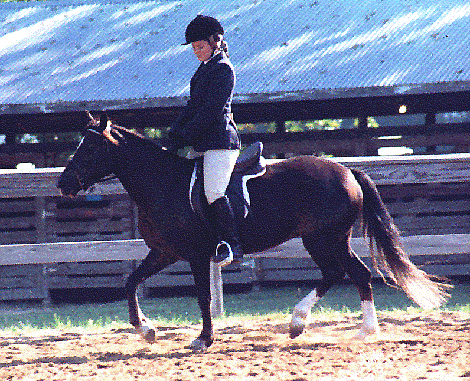 Primrose at first ridden show - only 60 days under saddle 