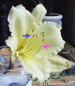 Daylily - Male/Female parts