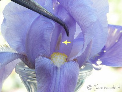 Iris - Male