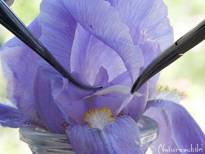 Iris - Pollenate