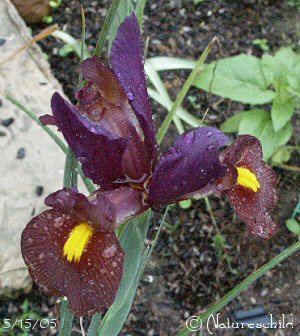 Dutch Iris