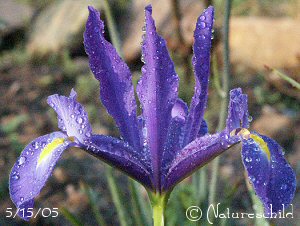 Dutch Iris