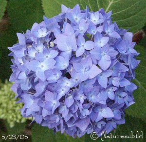 Hydrangea - Endless Summer
