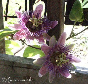 Passion Flower