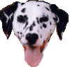 The Dalmatian WebRing