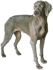 a weimeraner