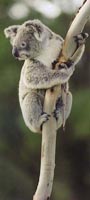 koala