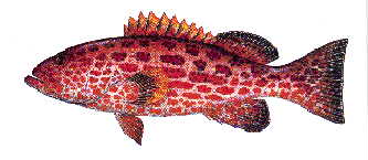 /mi/johnjaramillo/images/Cabra.jpg (53321 bytes)