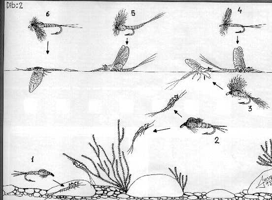 /mi/johnjaramillo/images/Efemera2.jpg (30794 bytes)