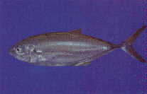 /mi/johnjaramillo/images/Jurel.jpg (28585 bytes)