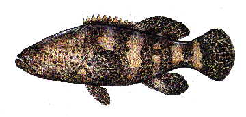 /mi/johnjaramillo/images/Merog.jpg (58212 bytes)