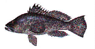 /mi/johnjaramillo/images/Meron.jpg (67457 bytes)