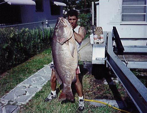 /mi/johnjaramillo/images/pargo.jpg (51736 bytes)