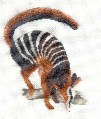 numbat