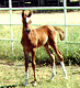 Faith as a weanling