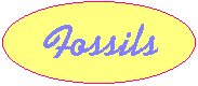 Fossils