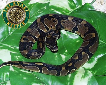 Ball Python