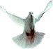 white dove