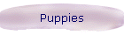 Puppies