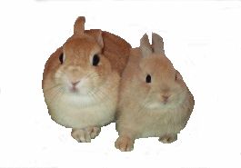 Visit our Netherland Dwarfs