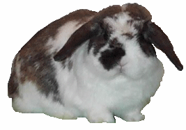 Visit our Holland Lops