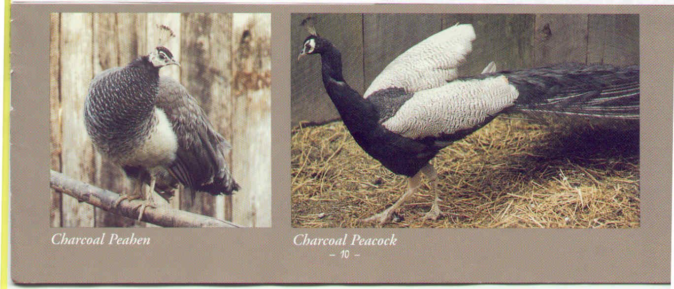 Charcoal peafowl