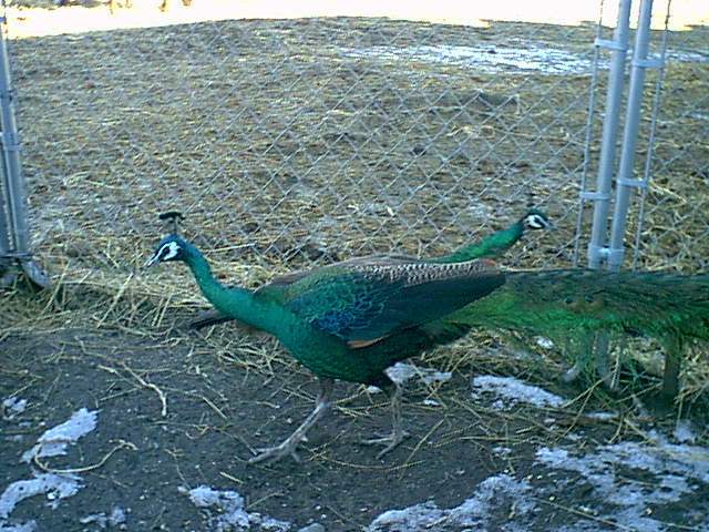 Emerald Spalding Pair