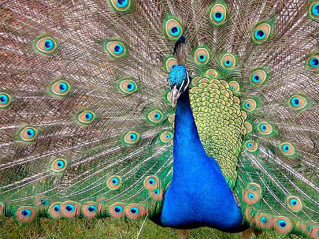 India Blue Peafowl